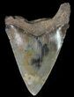 Serrated, Juvenile Megalodon Tooth - Georgia #70563-1